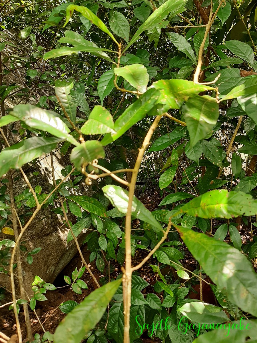 Hugonia mystax L.